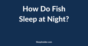 How do fish sleep